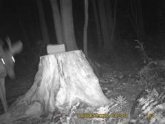 MIDDLE DETECTION