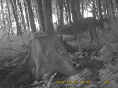 MIDDLE DETECTION