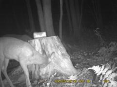 MIDDLE DETECTION