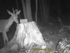 MIDDLE DETECTION