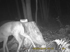 MIDDLE DETECTION
