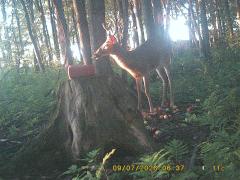 MIDDLE DETECTION