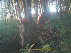 MIDDLE DETECTION
