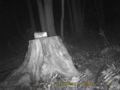 MIDDLE DETECTION