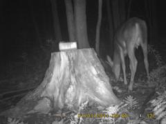 MIDDLE DETECTION