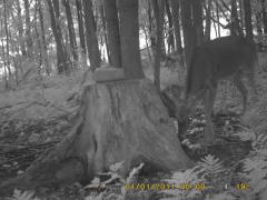 MIDDLE DETECTION