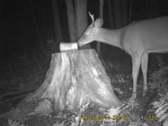 MIDDLE DETECTION