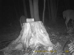 MIDDLE DETECTION