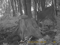 MIDDLE DETECTION