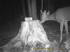 MIDDLE DETECTION