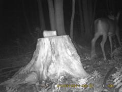 MIDDLE DETECTION