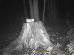 MIDDLE DETECTION