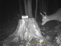 MIDDLE DETECTION