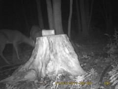 MIDDLE DETECTION