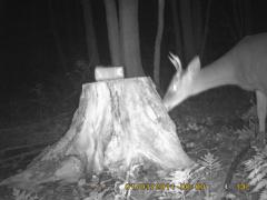 SIDE DETECTION