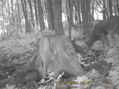 MIDDLE DETECTION
