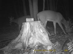 MIDDLE DETECTION