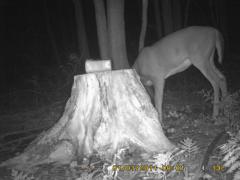 MIDDLE DETECTION