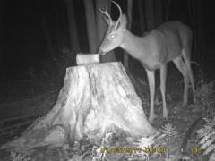 MIDDLE DETECTION