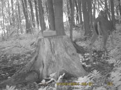 MIDDLE DETECTION