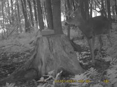 MIDDLE DETECTION