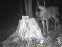 MIDDLE DETECTION