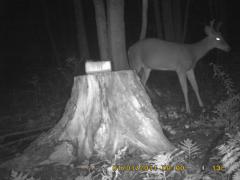 MIDDLE DETECTION