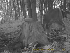 MIDDLE DETECTION