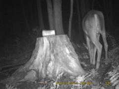 MIDDLE DETECTION