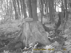 MIDDLE DETECTION
