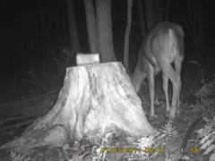 MIDDLE DETECTION