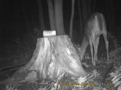 MIDDLE DETECTION