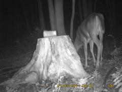 MIDDLE DETECTION