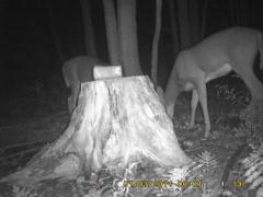 MIDDLE DETECTION