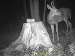 MIDDLE DETECTION