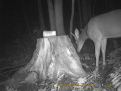 MIDDLE DETECTION