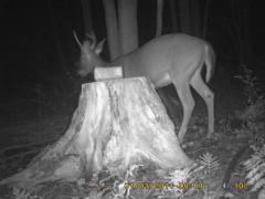 MIDDLE DETECTION