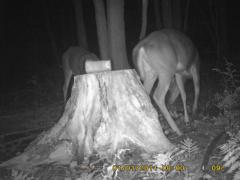 MIDDLE DETECTION