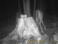 MIDDLE DETECTION