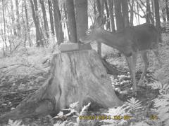 MIDDLE DETECTION