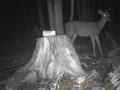 MIDDLE DETECTION