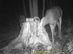 MIDDLE DETECTION