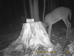 MIDDLE DETECTION
