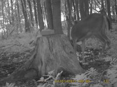 MIDDLE DETECTION
