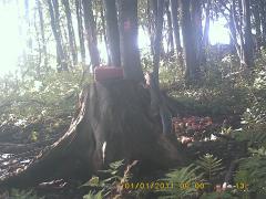 MIDDLE DETECTION