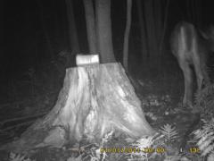 MIDDLE DETECTION