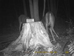 MIDDLE DETECTION