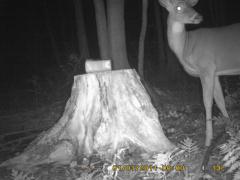 MIDDLE DETECTION