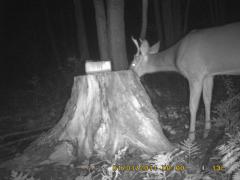 MIDDLE DETECTION