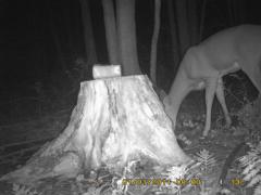 MIDDLE DETECTION